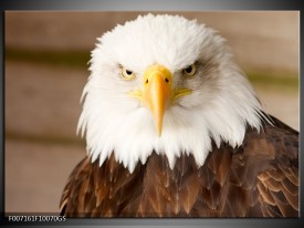 Glas Schilderij Adelaar, Vogel | Bruin, Wit, Geel