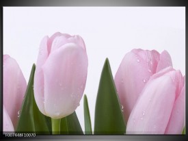 Canvas Schilderij Tulpen, Bloemen | Roze, Wit