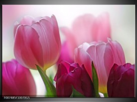Glas Schilderij Tulpen, Bloemen | Roze, Paars