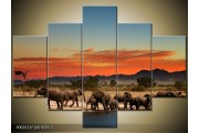 OP VOORRAAD Foto canvas schilderij Olifant | 100x70cm 5pcs | F002631