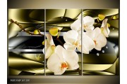 OP VOORRAAD Foto canvas schilderij Orchidee | Kleur: Groen, reme | F005768