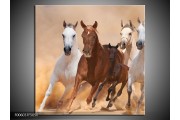 OP VOORRAAD  Foto canvas schilderij Paard | 50x50cm | F006037
