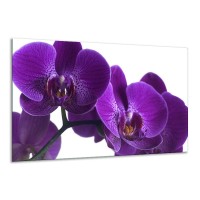Glas schilderij Orchidee | Paars, Wit, Zwart | 120x70cm 1Luik