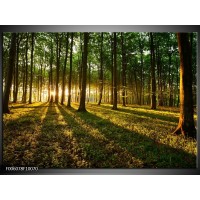 Foto canvas schilderij Natuur | Groen, Geel 